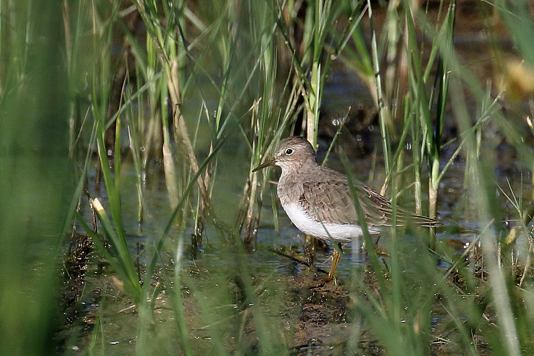 Temminck's Stint